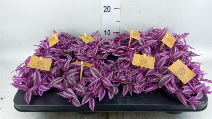 <h4>Tradescantia zebr. 'Pink Paradise'</h4>