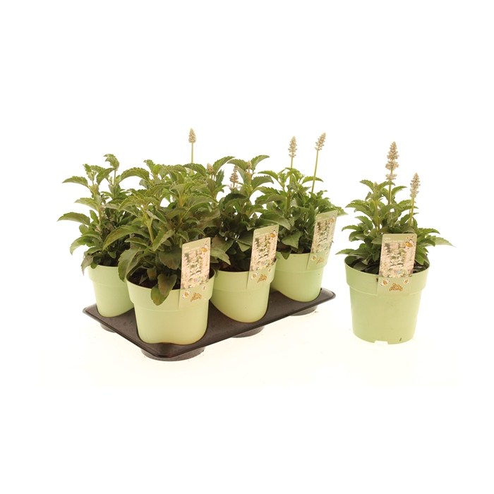 <h4>Salvia Snow White</h4>
