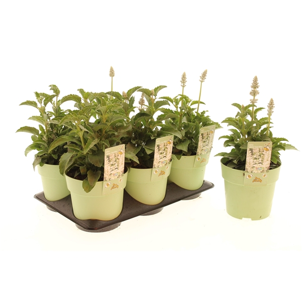 Salvia Snow White