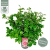Camellia japonica