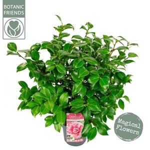 Camellia japonica