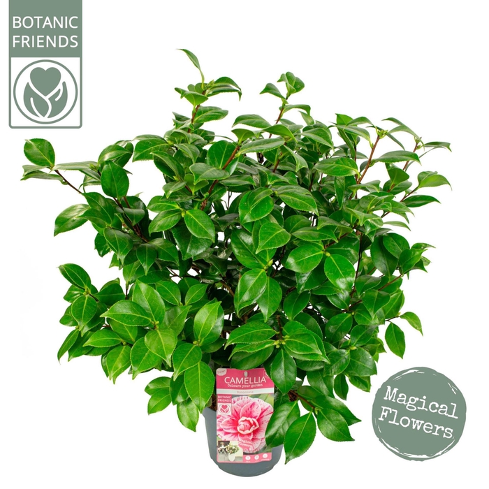 <h4>Camellia japonica</h4>