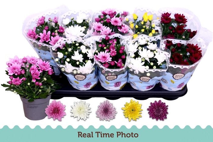 <h4>CHRYS GEVULDBL GEM</h4>