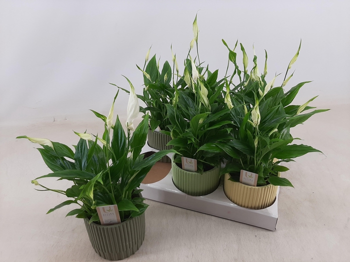 <h4>SPATH CHOPIN</h4>