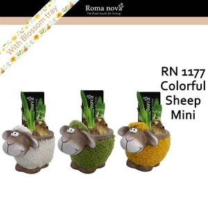 arr4 Narcis RN - Colorful sheep mini