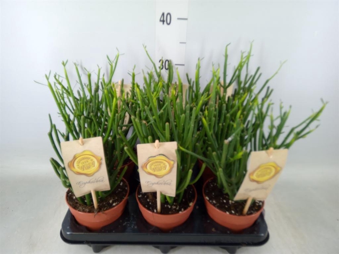 <h4>Euphorbia tirucalli</h4>