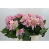 Dahlia Cafe Au Lait