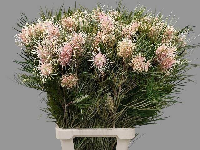 <h4>GREVI CAL GEM</h4>