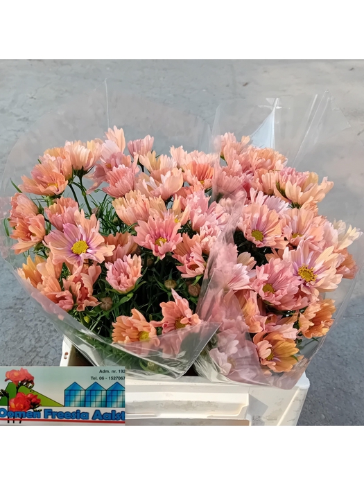 <h4>Cosmos Bipinnatus</h4>