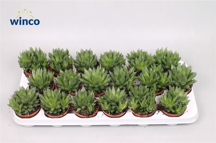 <h4>Haworthia Cooperii</h4>