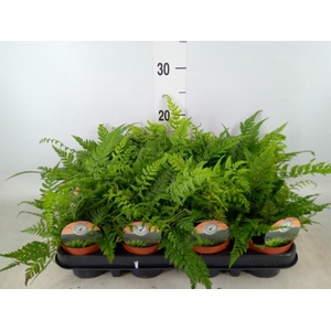 Polystichum tsussimense