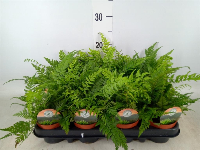 <h4>Polystichum tsussimense</h4>