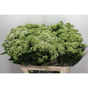 Eupatorium rugosum 'Braunlaub'