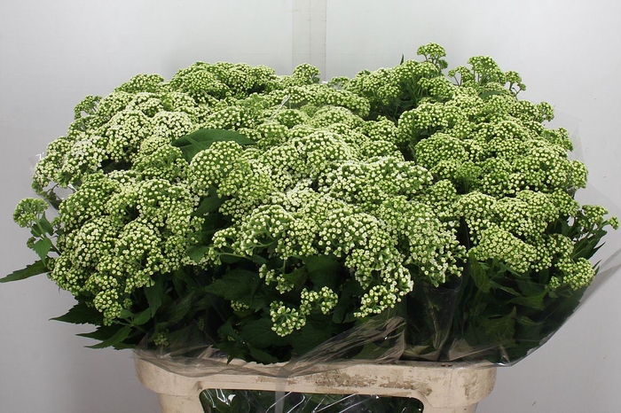 <h4>Eupatorium rugosum 'Braunlaub'</h4>