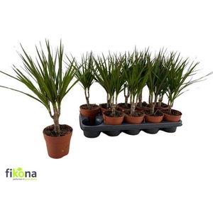 DRA MARGINATA