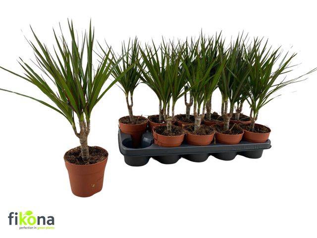 <h4>DRA MARGINATA</h4>