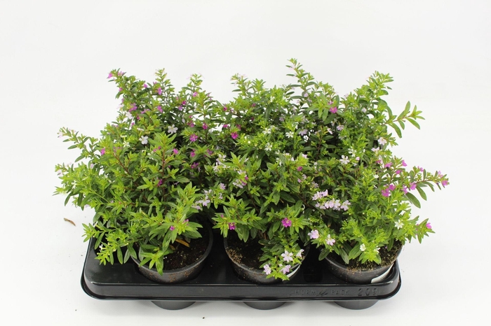 <h4>Cuphea mix trio</h4>