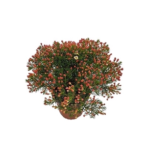 Waxflower Maya Bush