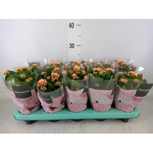 Kalanchoe blos. 'Serenity Apricot'