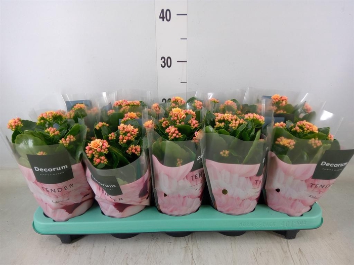 <h4>Kalanchoe blos. 'Serenity Apricot'</h4>