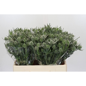 Eryngium Silver Dynamite