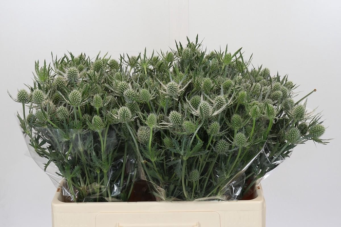 <h4>Eryngium Silver Dynamite</h4>