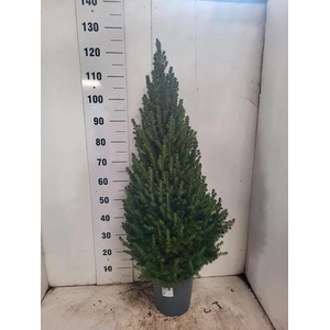 PICEA GL CONICA