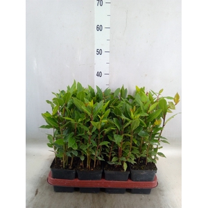 Laurus nobilis