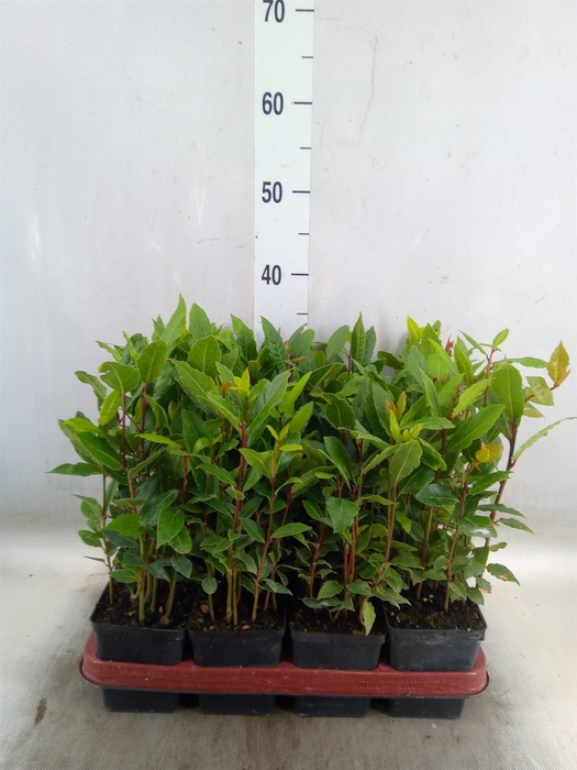 <h4>Laurus nobilis</h4>