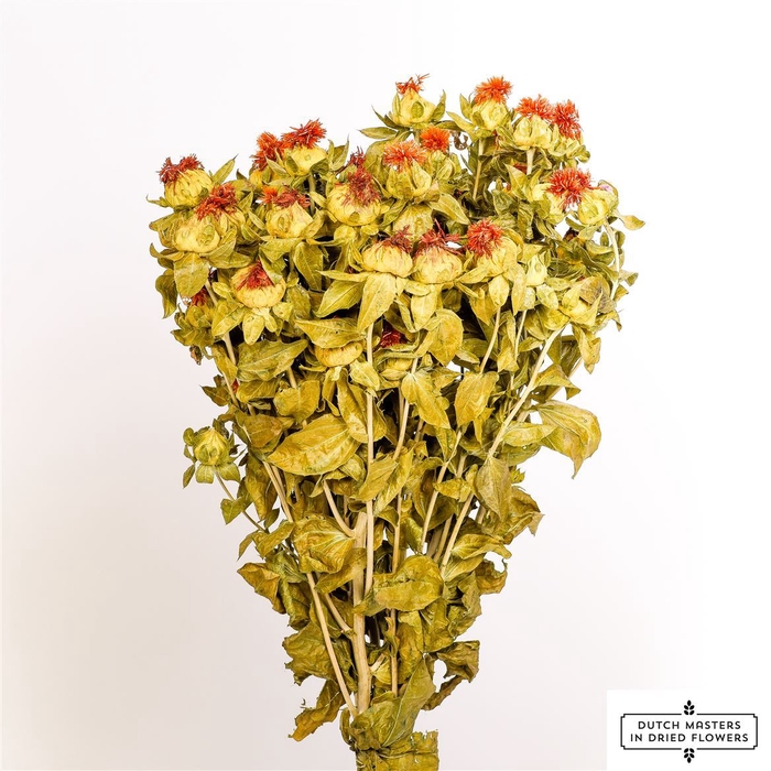 <h4>Dried Carthamus Orange Bunch</h4>