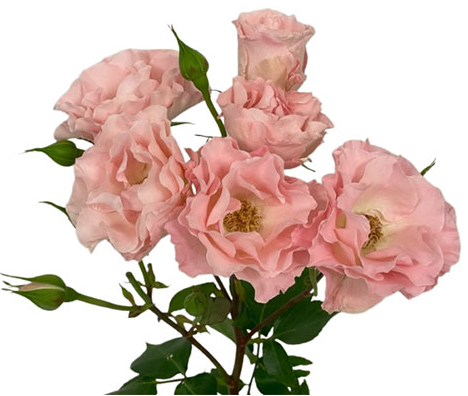 <h4>Rosa Spray Constellation</h4>