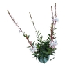 Gaura Whirling Butterf