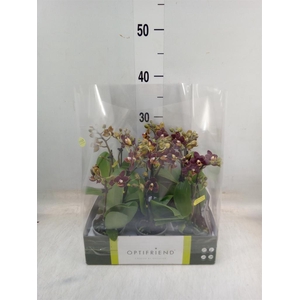 Phalaenopsis multi.   ...