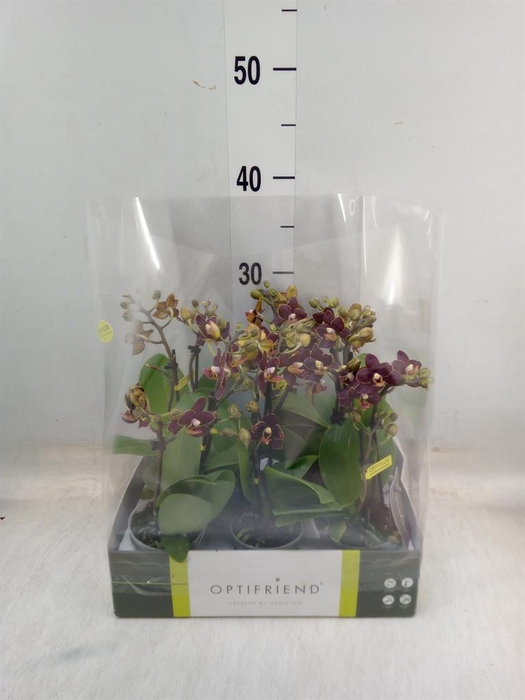 <h4>Phalaenopsis multi. ...</h4>