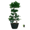 Ficus Mi Overig bonsai Ginseng S-type