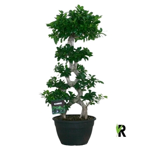 Ficus Mi Overig bonsai Ginseng S-type