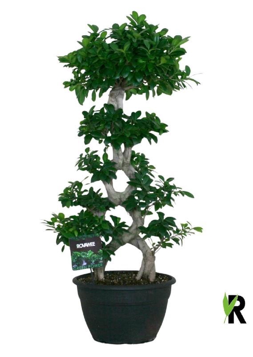 Ficus Mi Overig bonsai Ginseng S-type