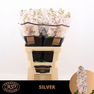 Matth Stox Silver