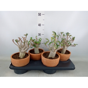 Adenium NB 'Ansu Baobab'