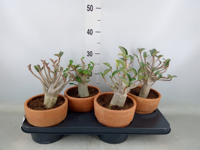 <h4>Adenium NB 'Ansu Baobab'</h4>