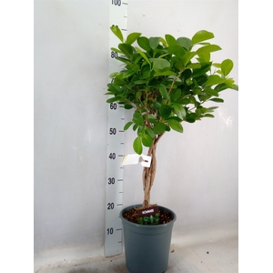 Ficus microcarpa 'Moclame'