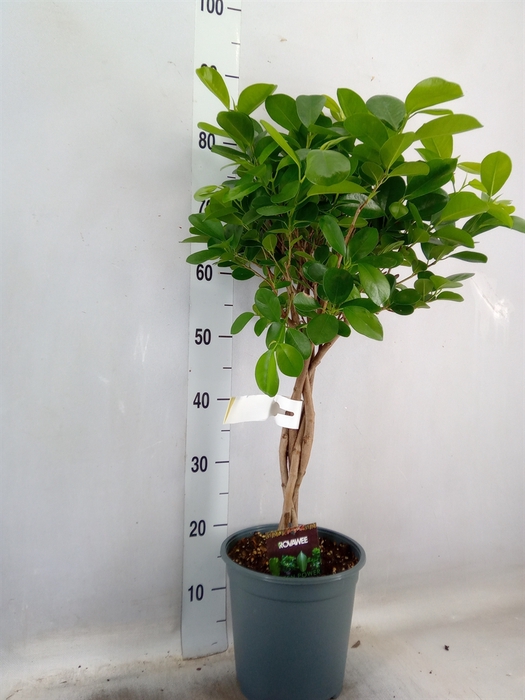 Ficus microcarpa 'Moclame'