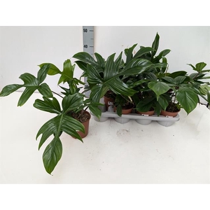 Philodendron Florida Green 14Ø 42cm