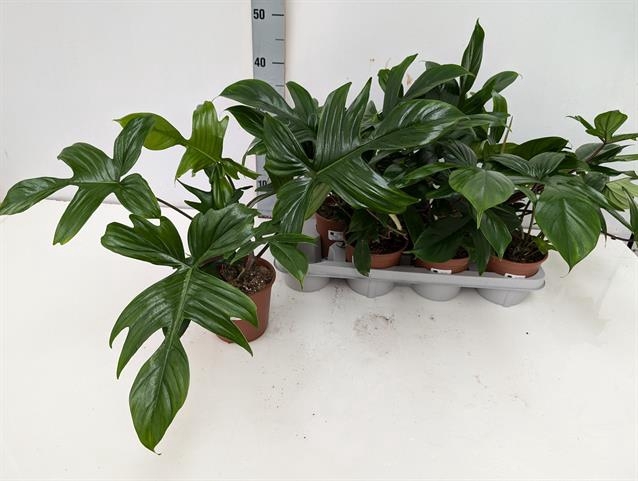 Philodendron Florida Green 14Ø 42cm