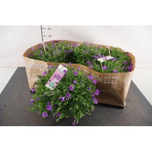 Campanula 15 Cm. P. Amb. Purple