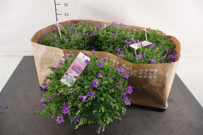 <h4>Campanula 15 Cm. P. Amb. Purple</h4>