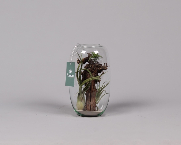 <h4>Green Bottle Isabella medium met air tillandsia</h4>