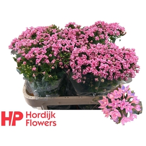 Bouvardia do dark pink improved