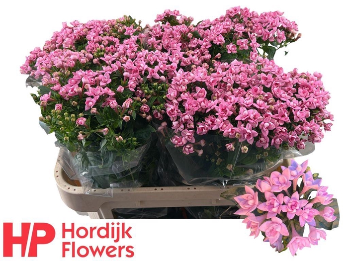 <h4>Bouvardia do dark pink improved</h4>