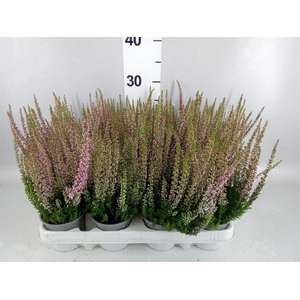 Calluna vulg. 'Beauty L Michelle'